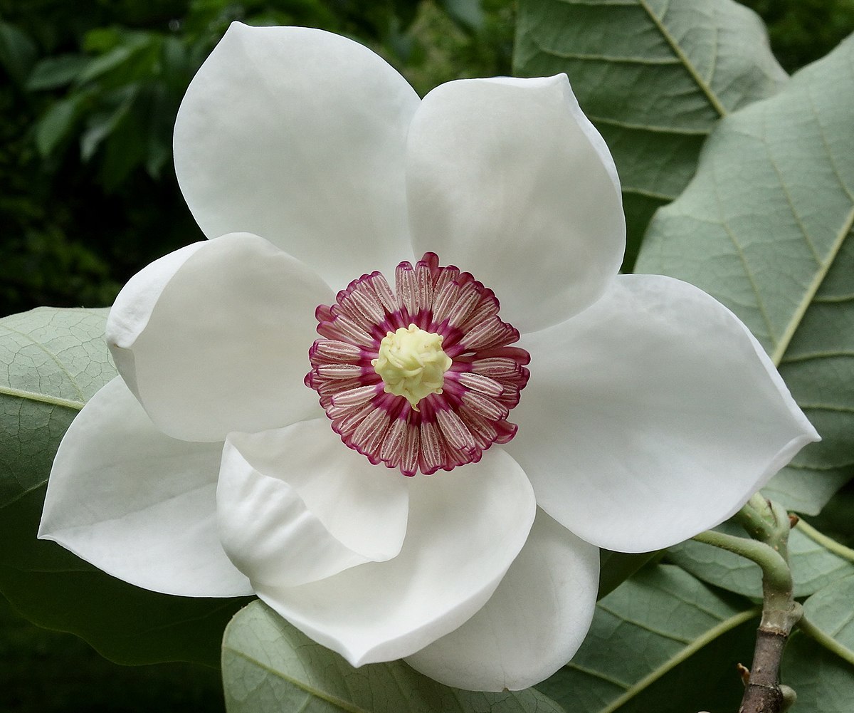 Louisiana Flower 